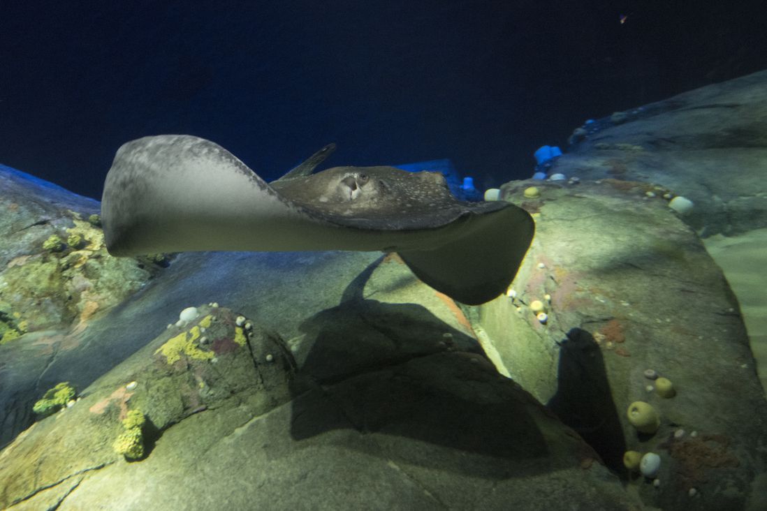 Rough-tailed ray (Julie Larsen Maher/WCS)